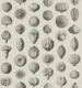 Synthetic Sea Urchins - Umber & Ivory