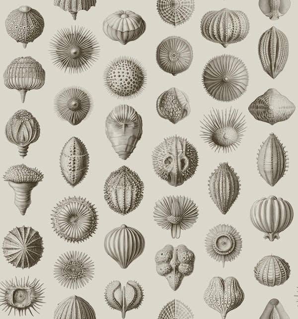 Synthetic Sea Urchins - Umber & Ivory