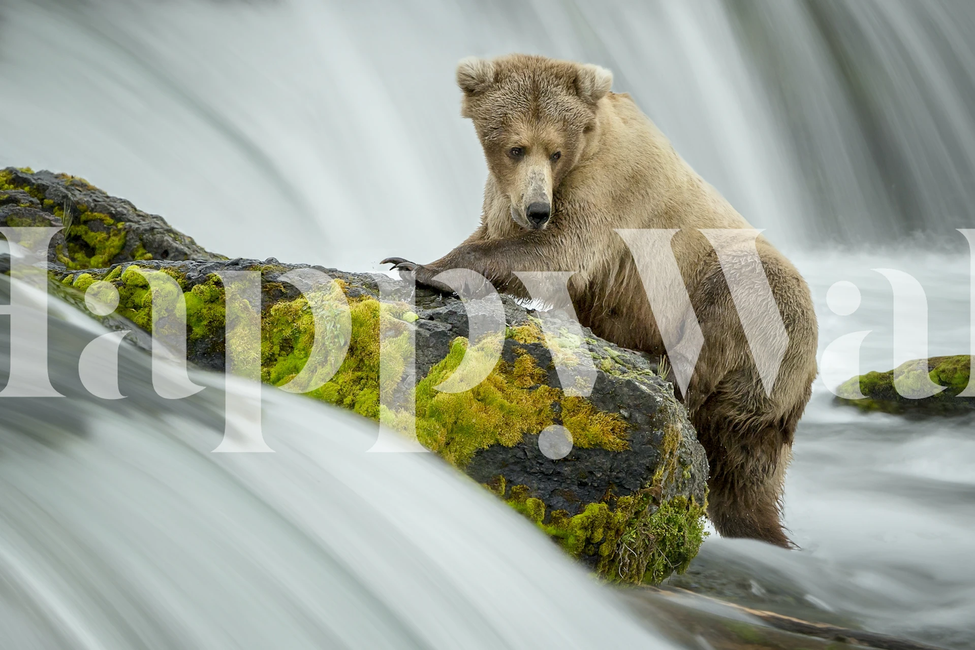 Bear on a moss-covered rock by a waterfall wallpaper