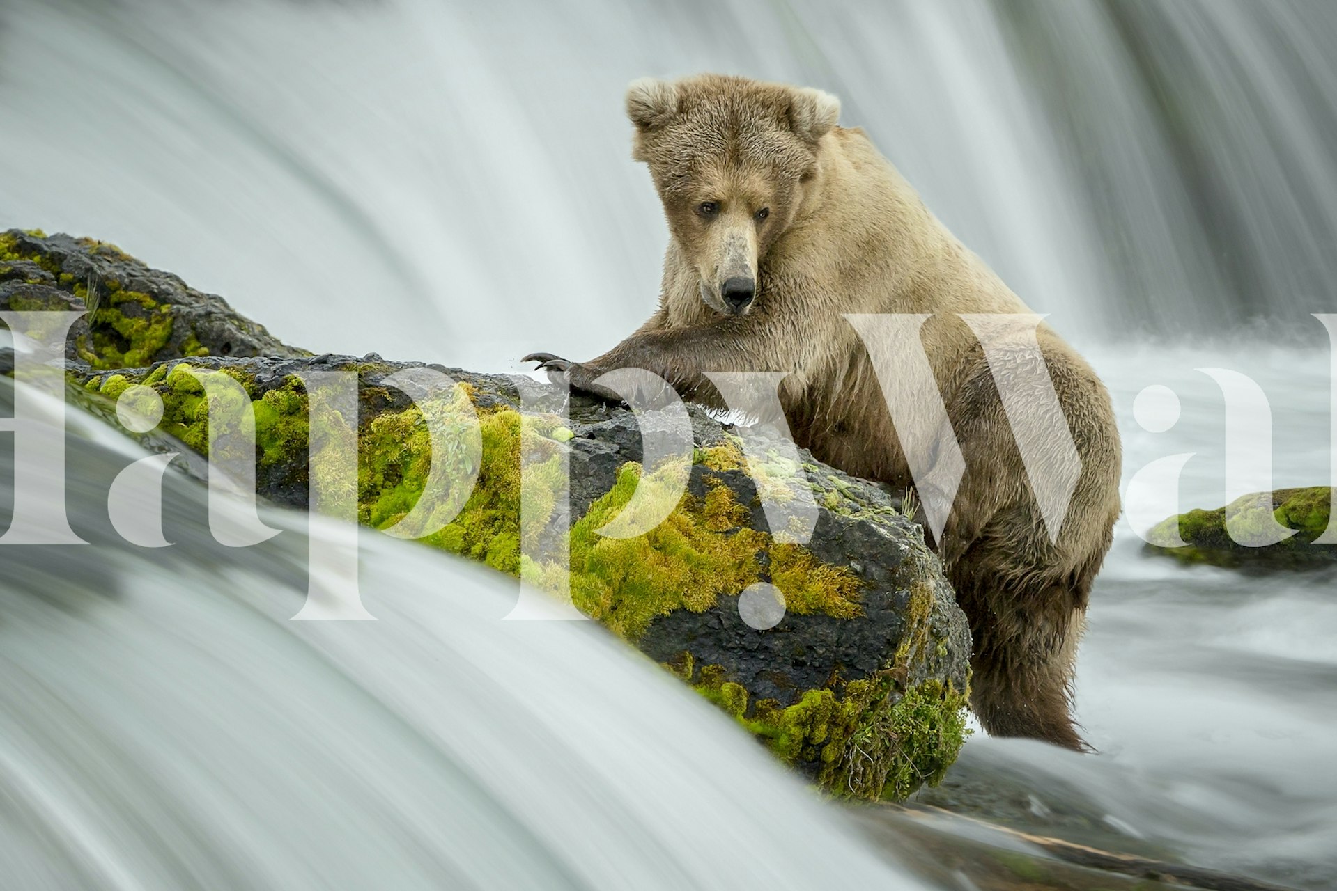 Bear on a moss-covered rock by a waterfall wallpaper