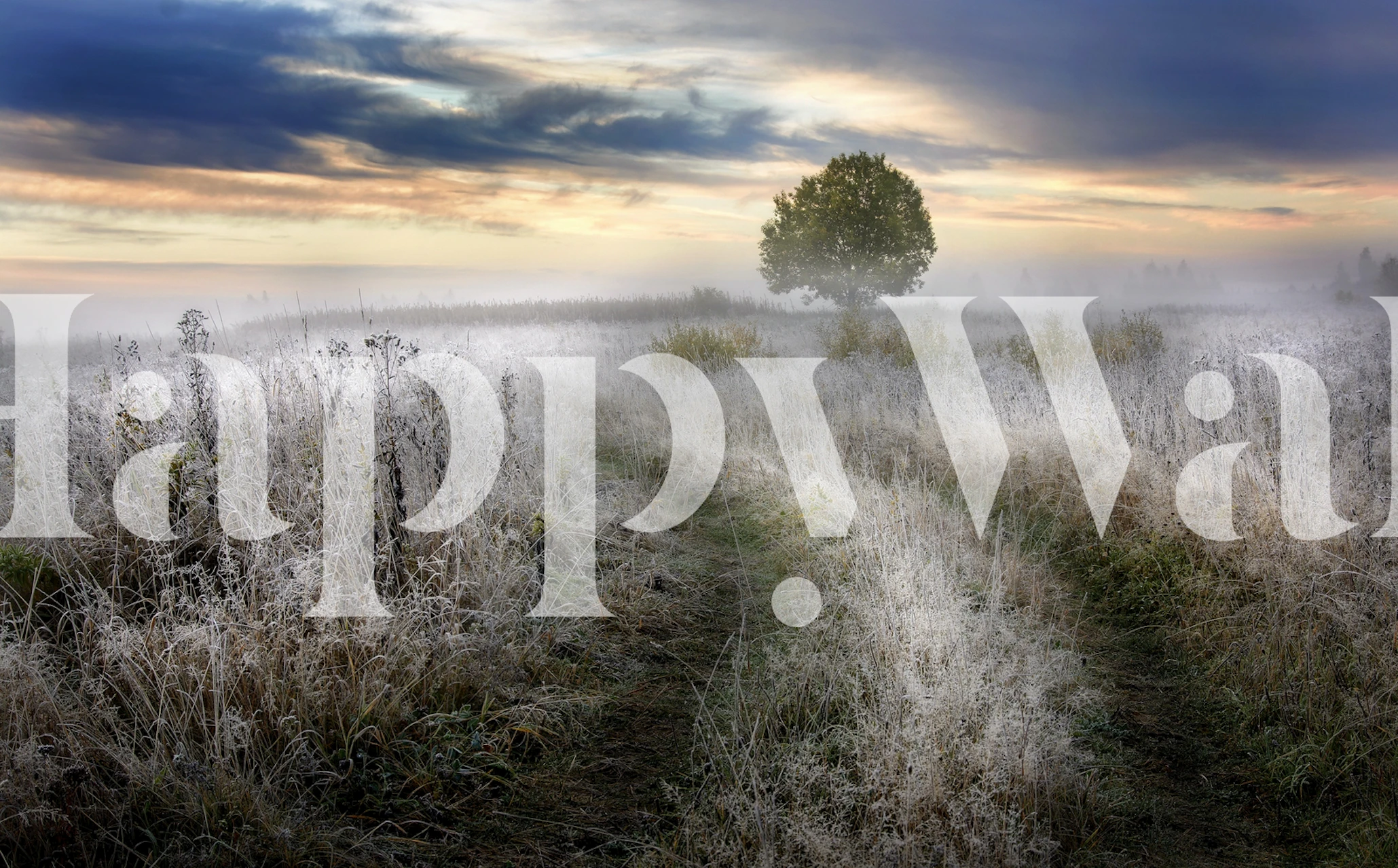 Foggy morning landscape with frosty grass and plants wallpaper