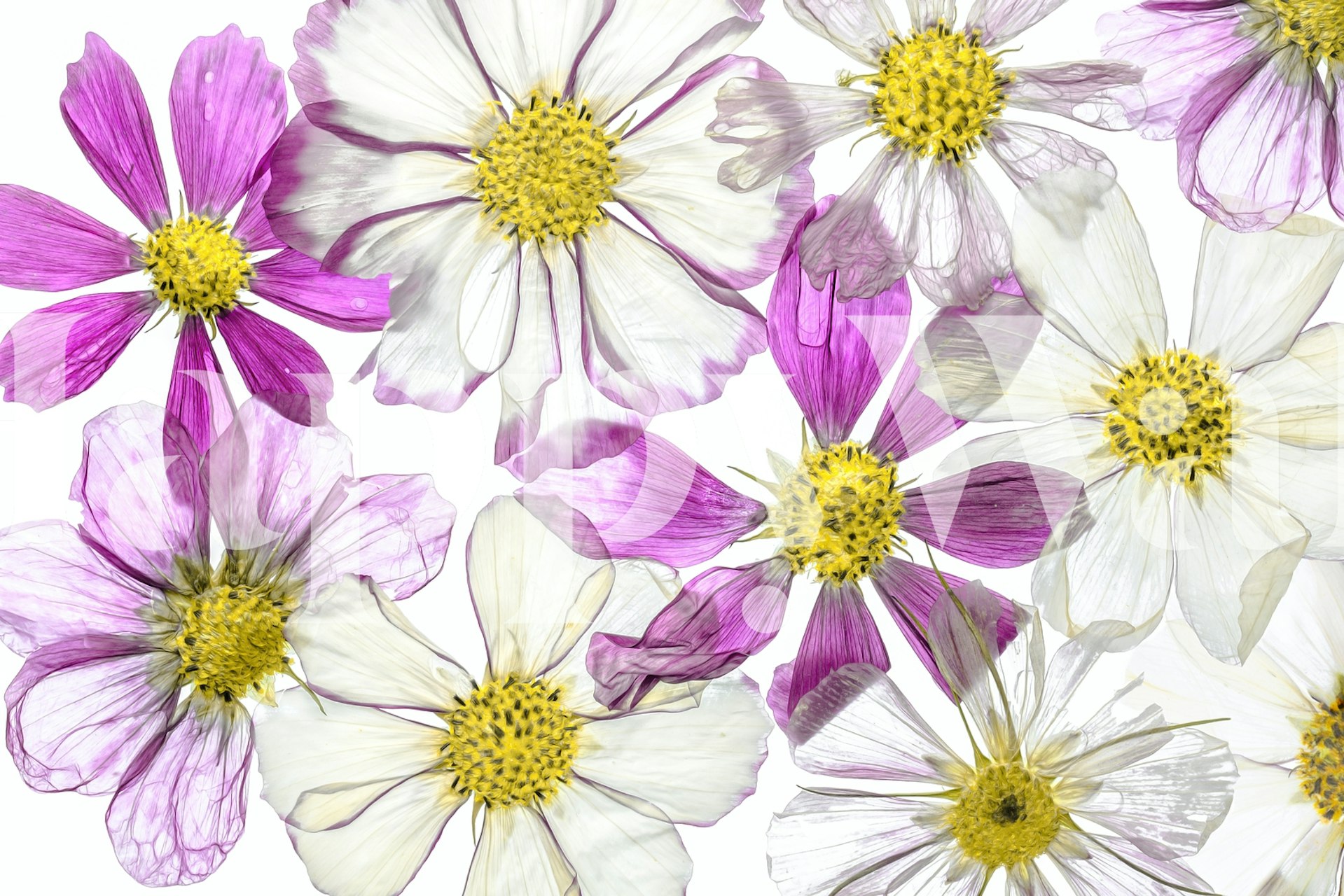 Purple and white floral wallpaper with detailed petals
