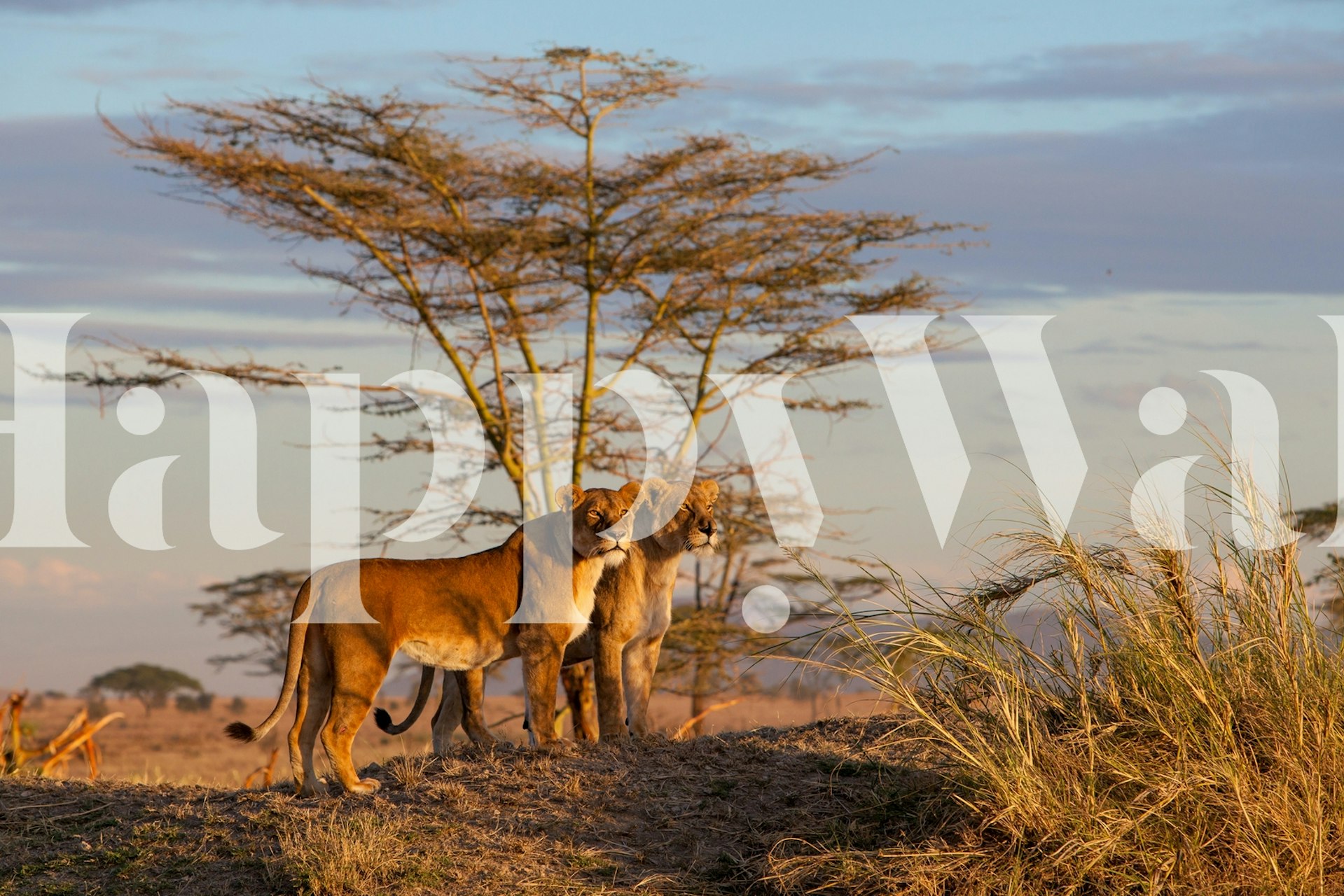 Sisters dizajn tapete u postavci sobe