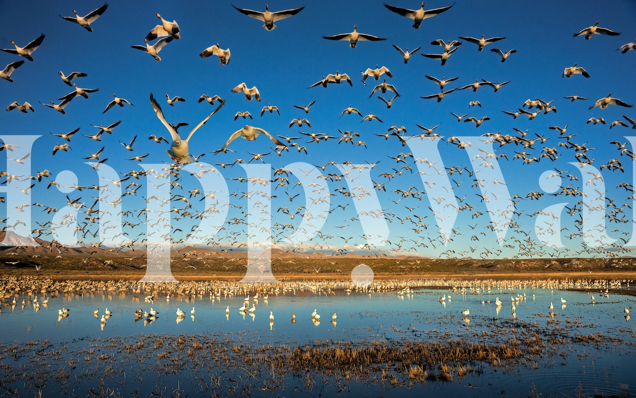 Fototapeta stado ptaków w locie nad wodą