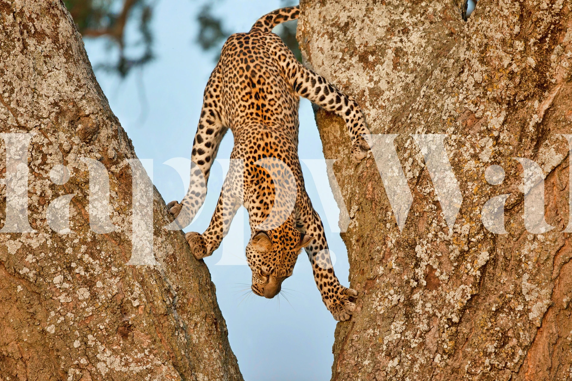 Leopard climbing upside down between tree branches wallpaper