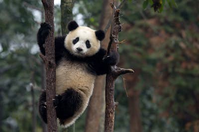 Τοιχογραφία