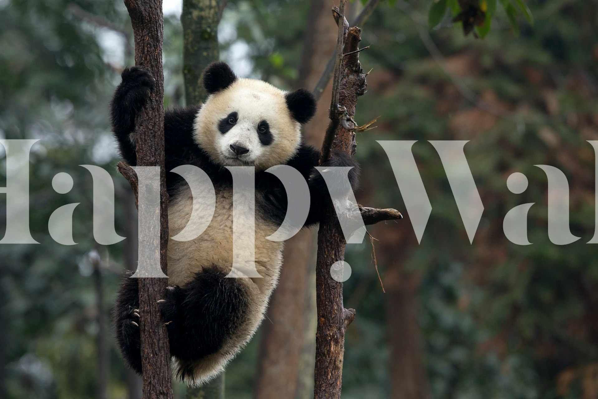 Fototapeta Panda lezení po stromě