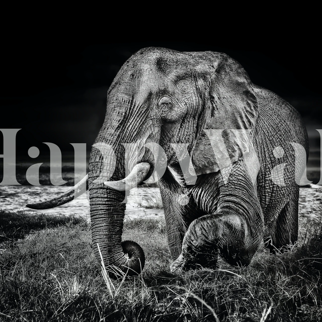 Black and white elephant walking on grassy terrain wallpaper