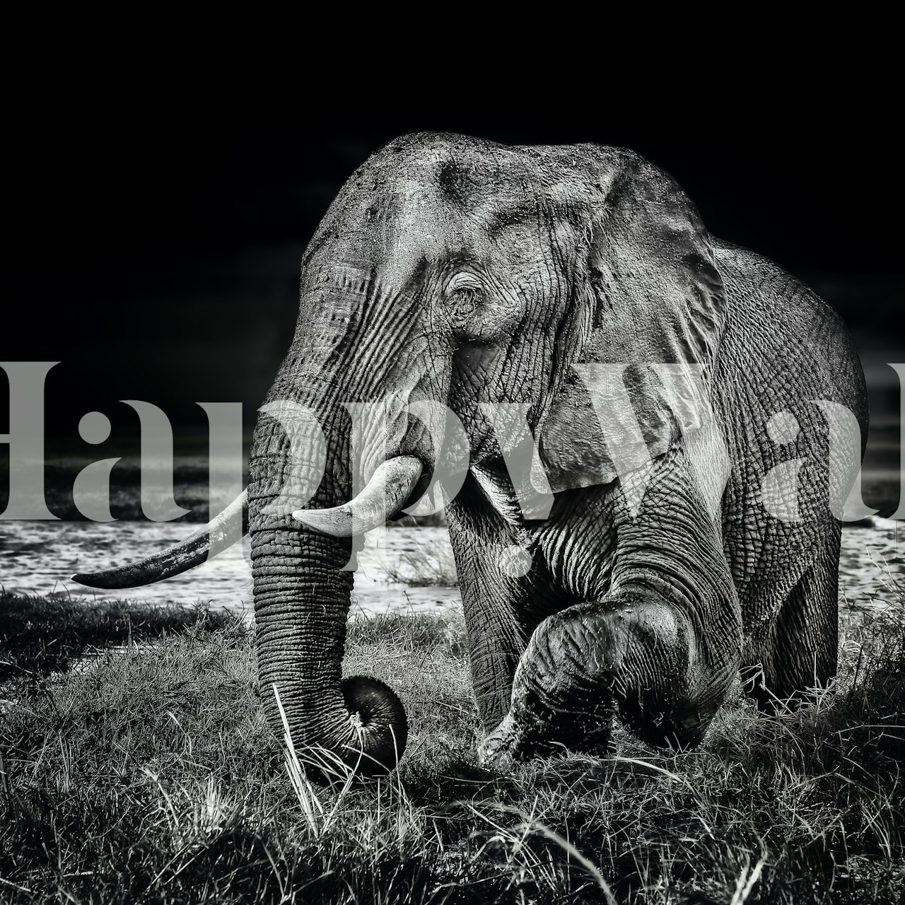 Black and white elephant walking on grassy terrain wallpaper