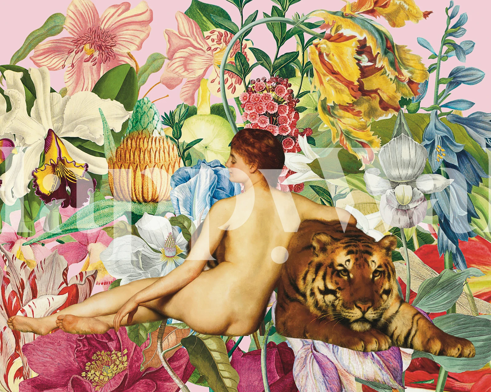 Floral wallpaper with a woman and tiger featuring vibrant flowers on pink background
