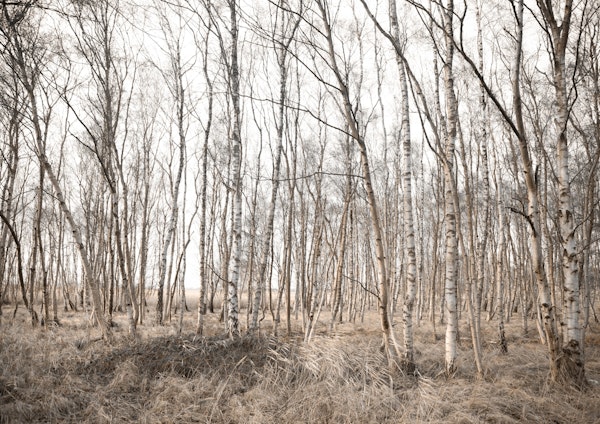 Small Birch Tree Forest