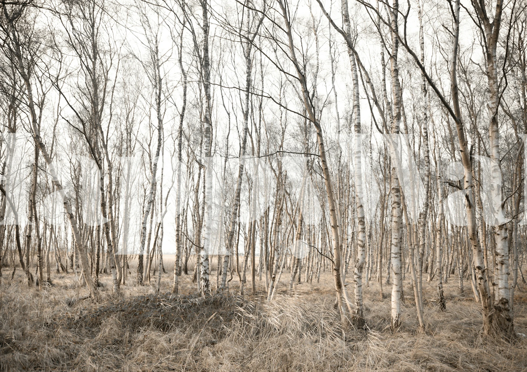 Birch tree forest wallpaper in a room