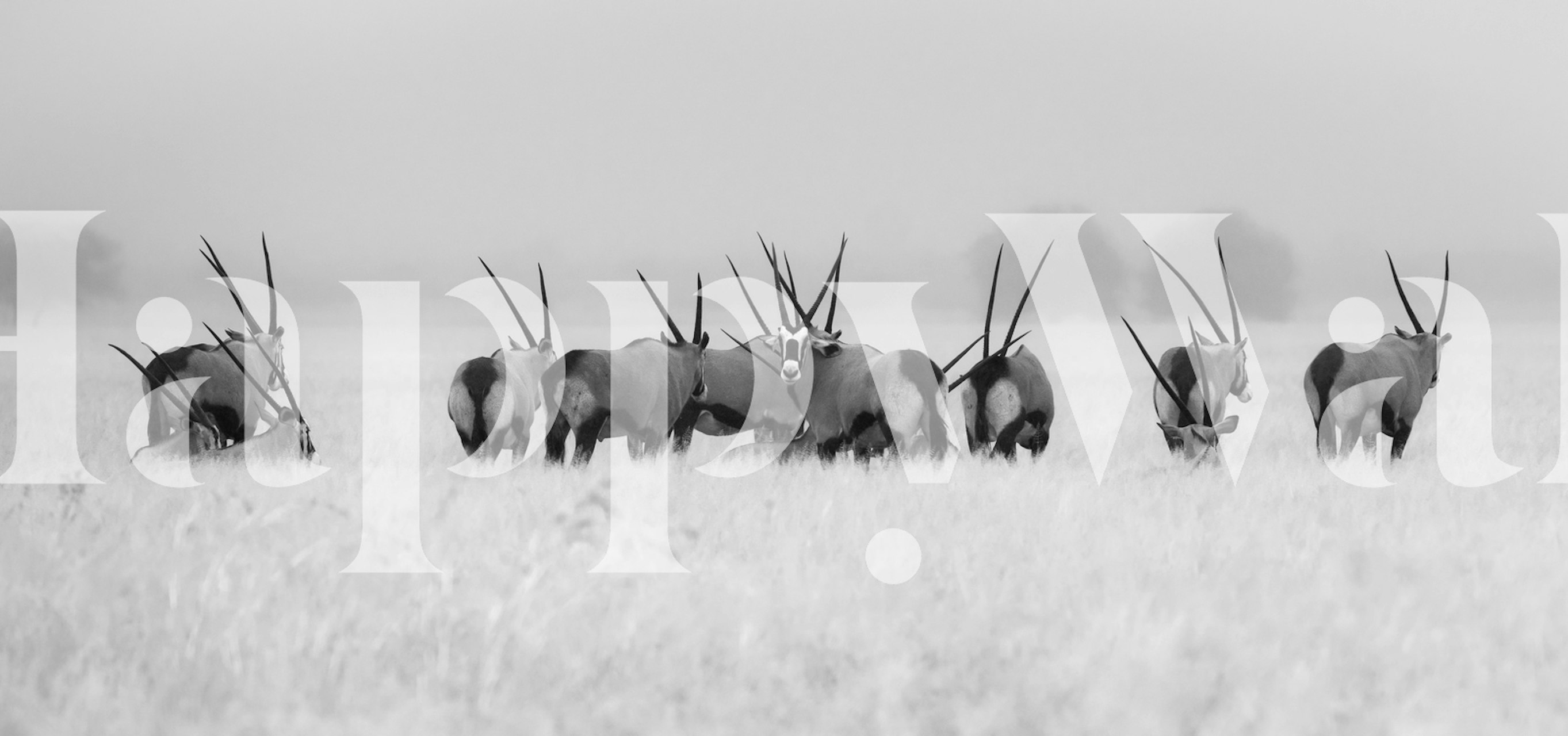 Black and white wall mural of oryxes walking in the rain