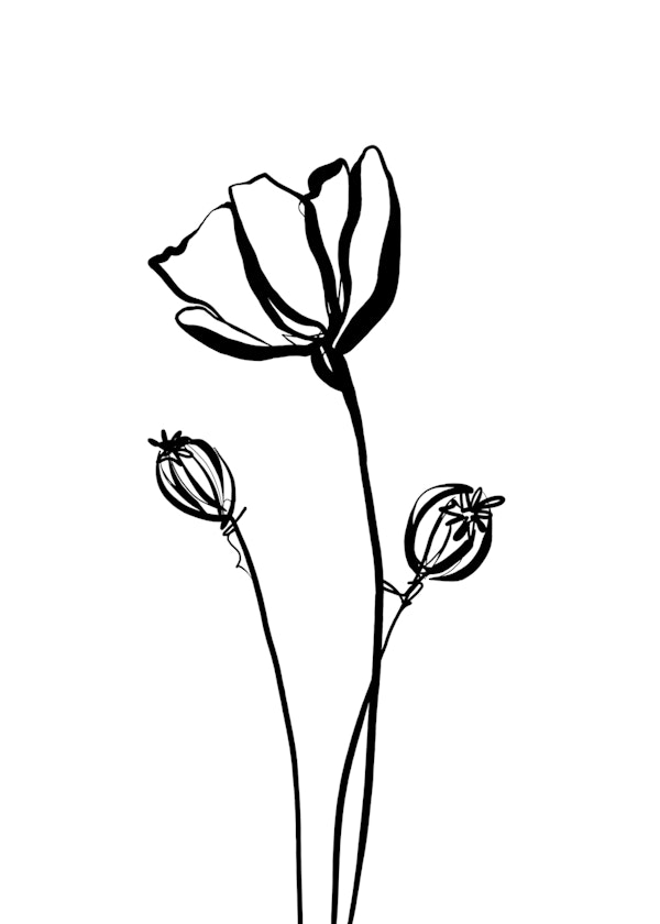Elegant Poppy Silhouette
