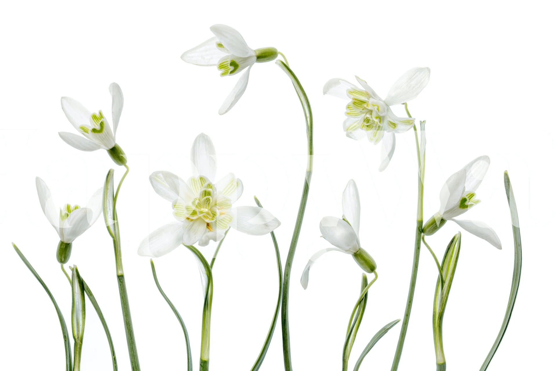 White snowdrops with green stems floral wallpaper