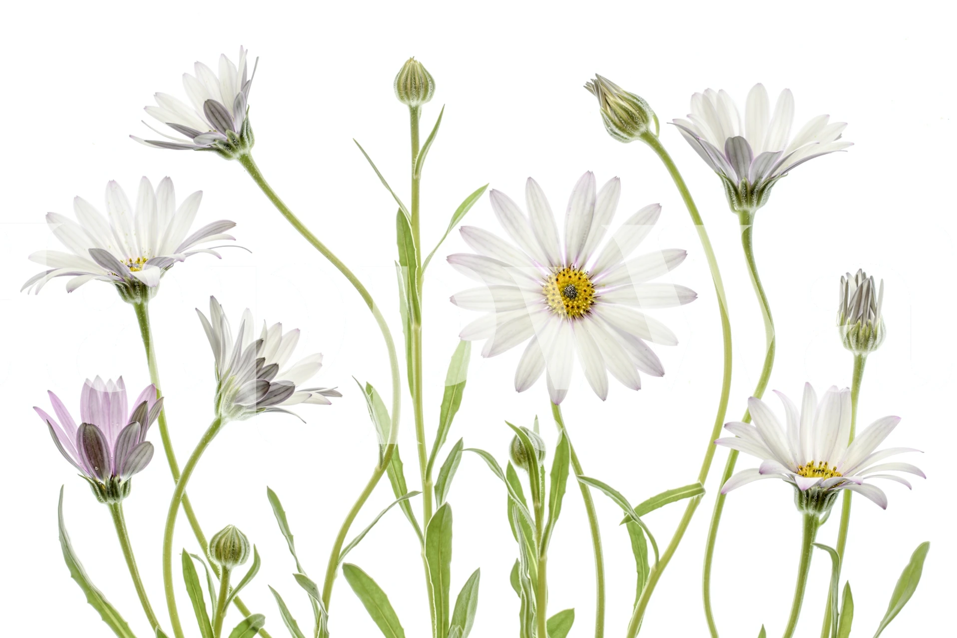 White and purple flowers with green leaves wallpaper