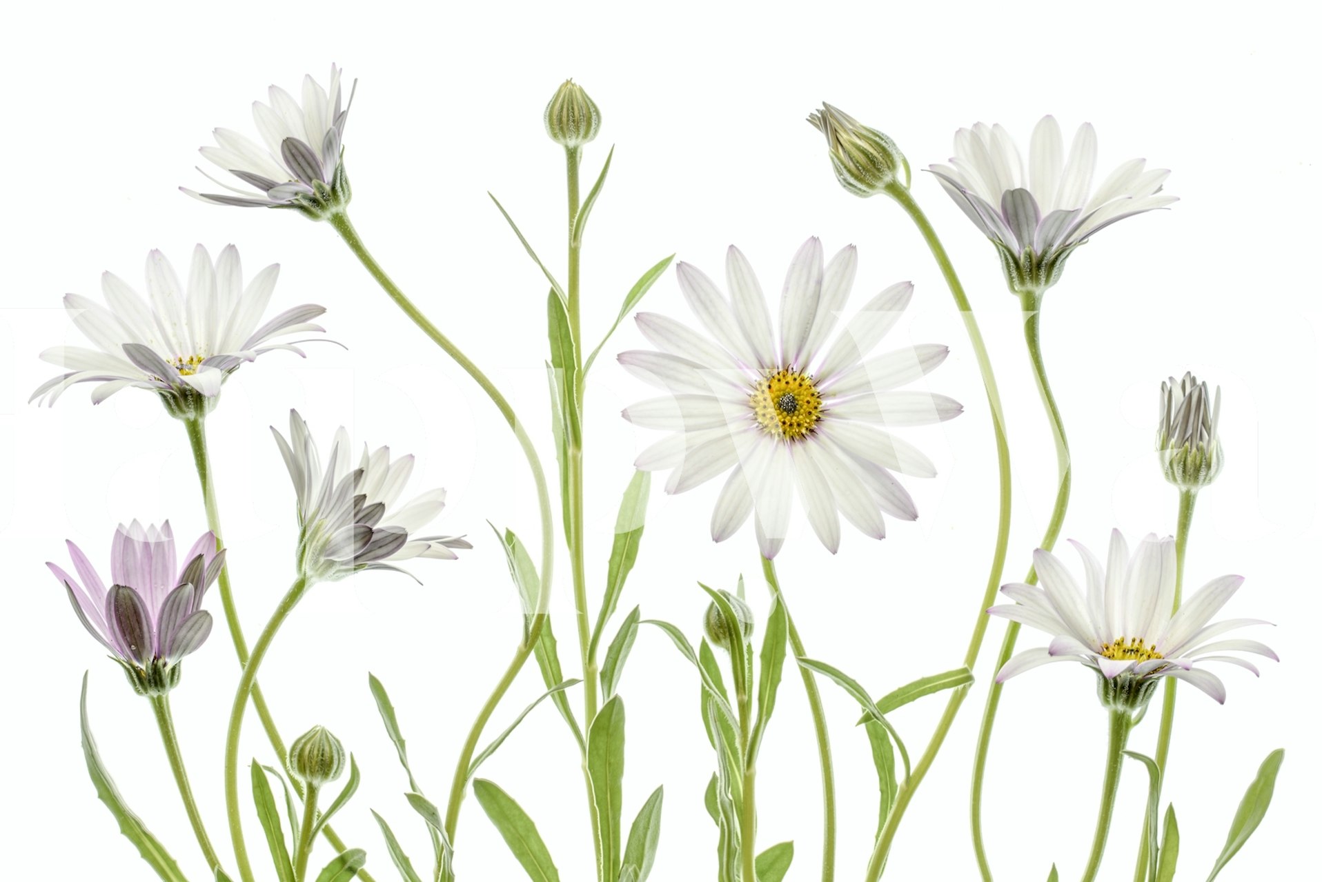 Tapeta Cape Daisies v místnosti