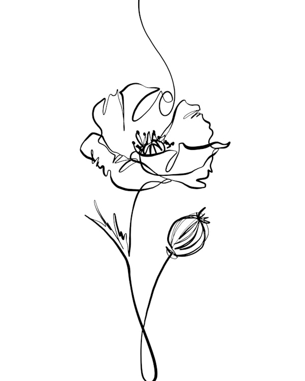 Delicate Poppy Sketch