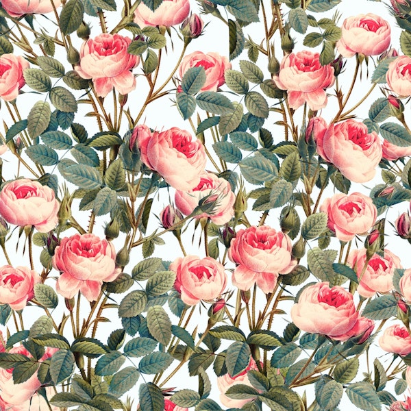 Rose Pink Garden III