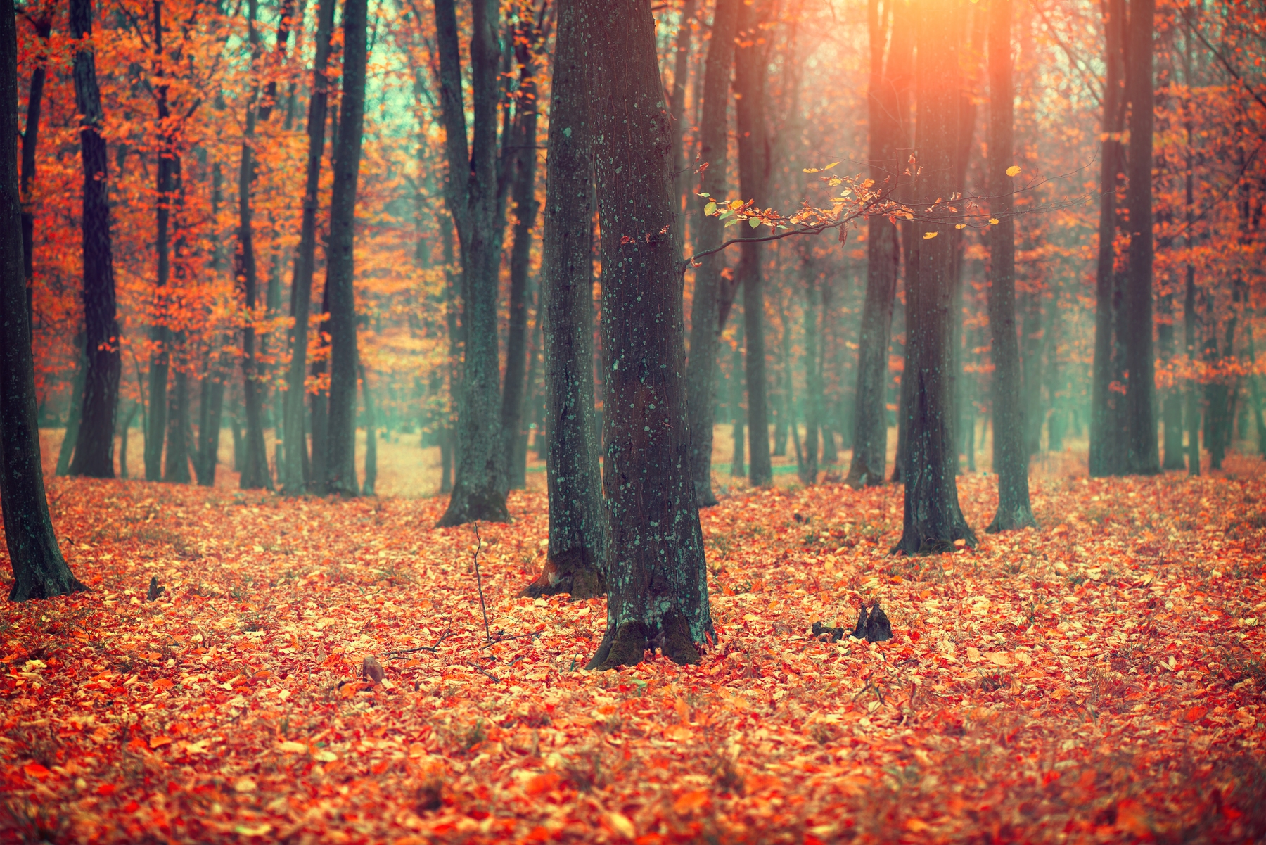 Autumn wallpaper | Happywall