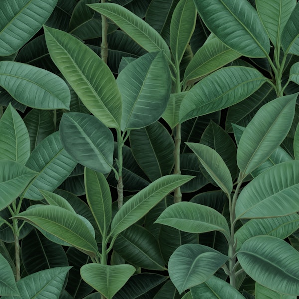 Emerald Green Rubber Tree Jungle