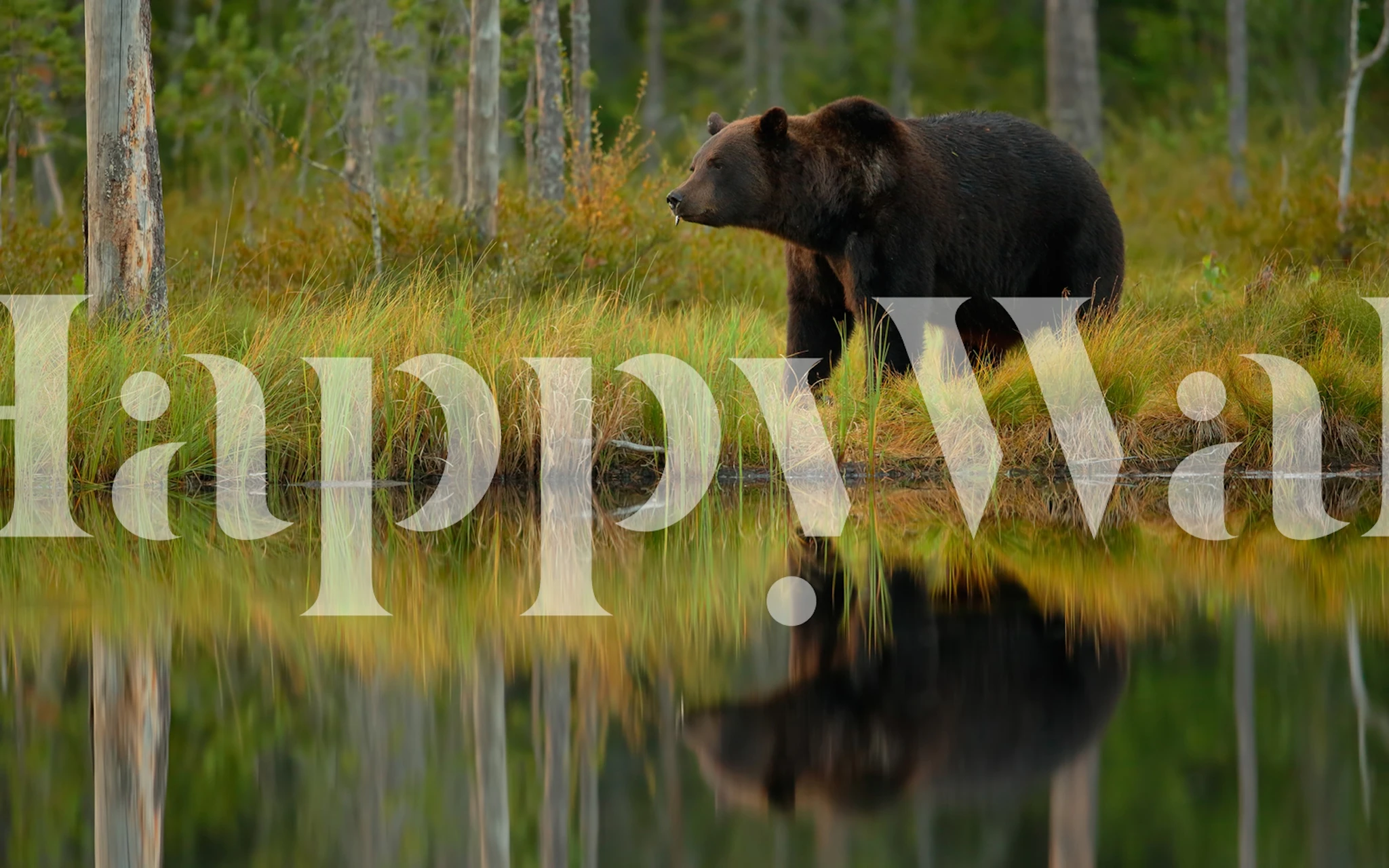 Bear by the water's edge in a forest, with reflection wall mural