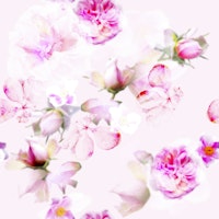 Whisper of Roses ταπετσαρία