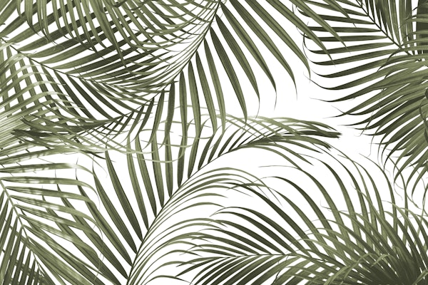 Caribbean Palm Jungle 1