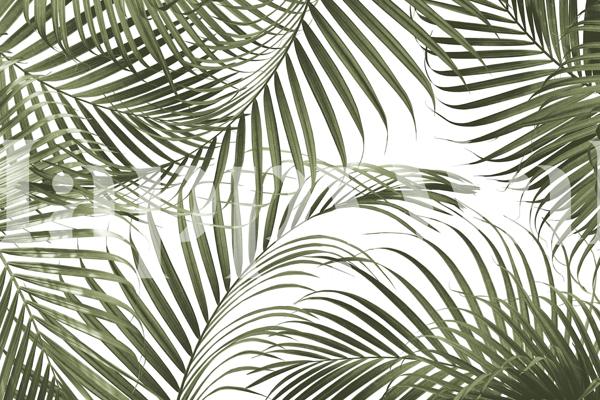 Caribbean Palm Jungle behang in een kamer