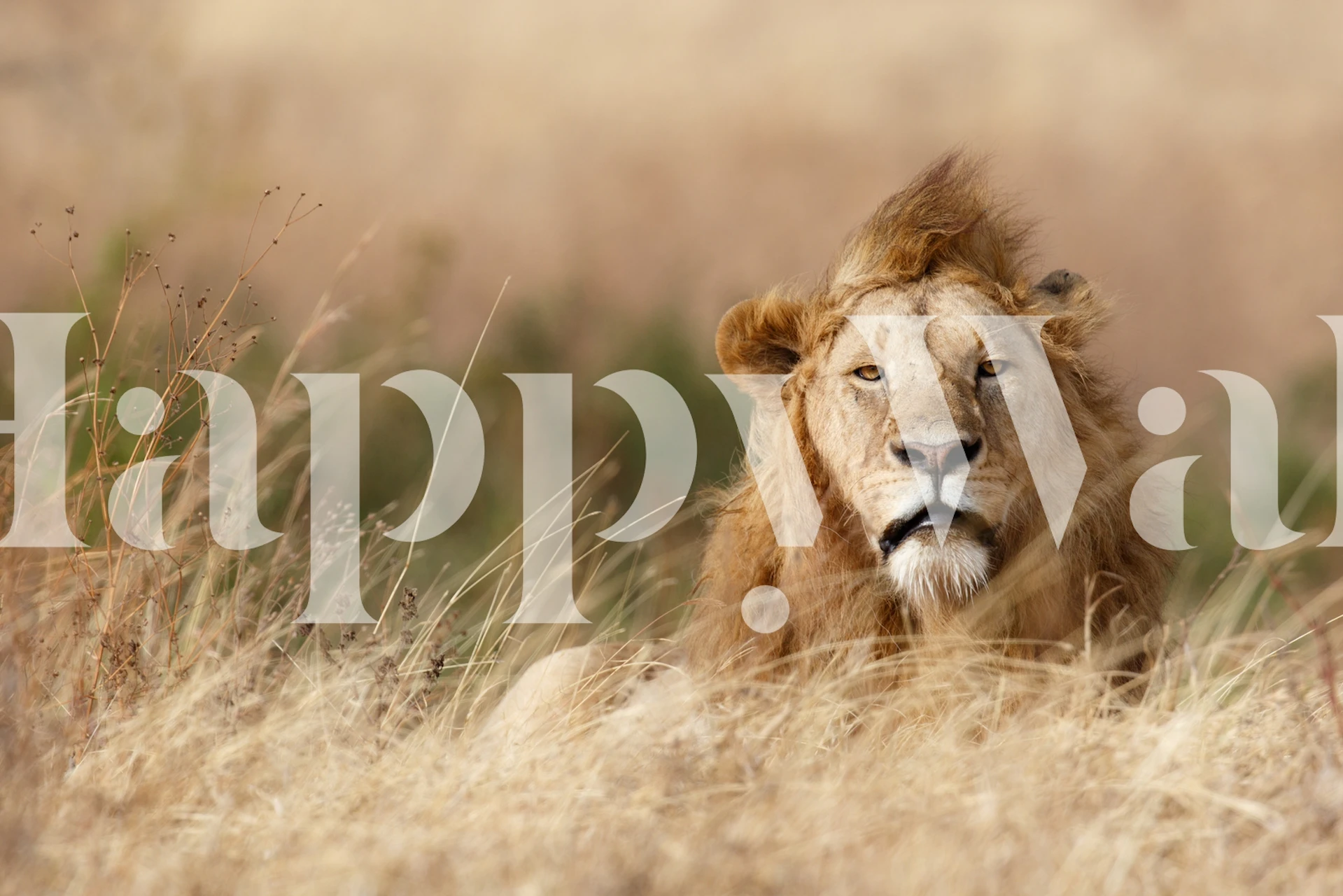 Handsome lion wallpaper in a decorative setting