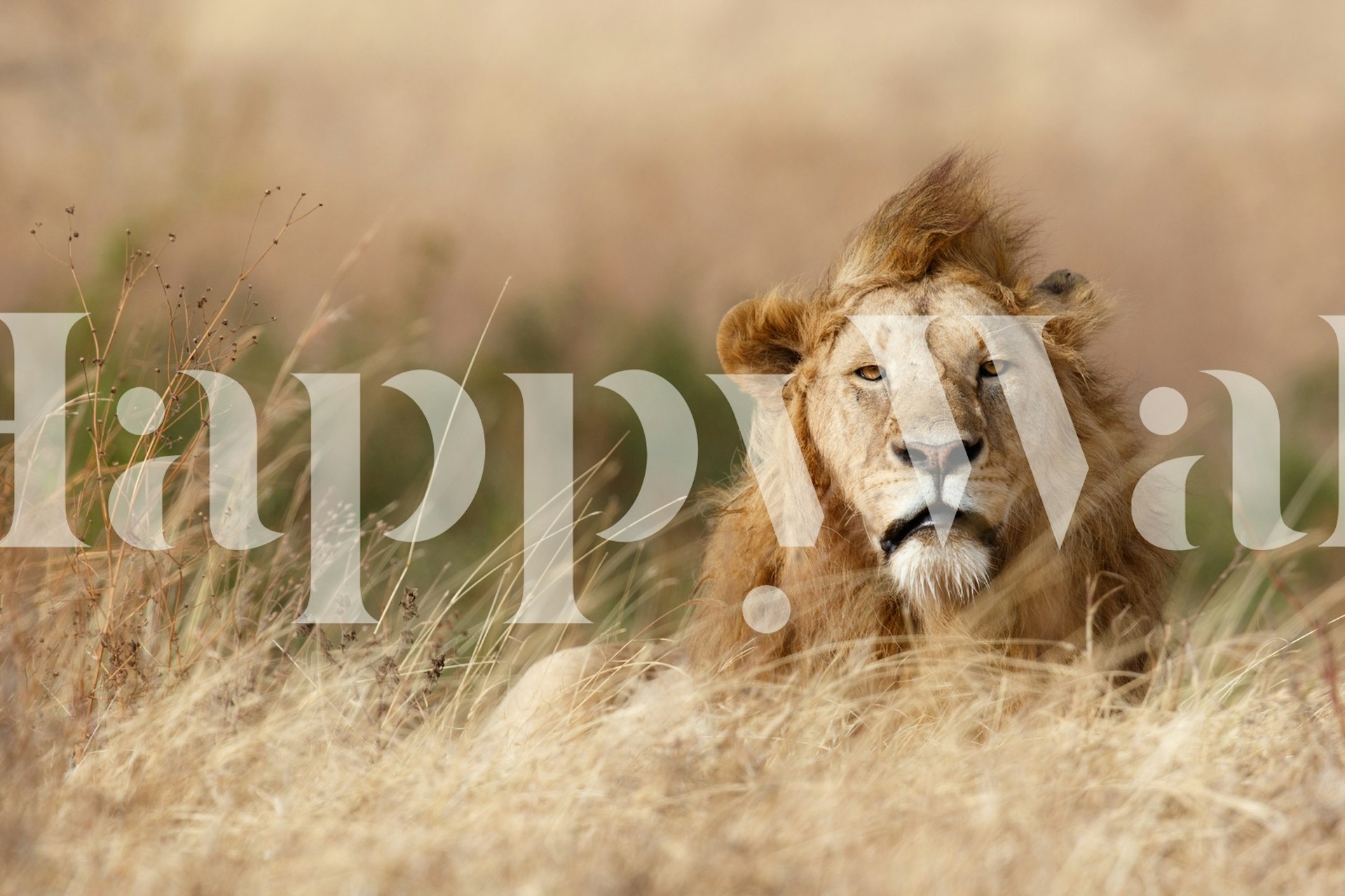 Handsome lion papel de parede em um ambiente decorativo