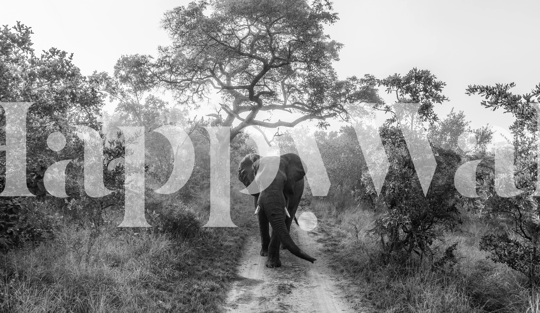 Elephant walking down a path surrounded by trees in black and white wallpaper.