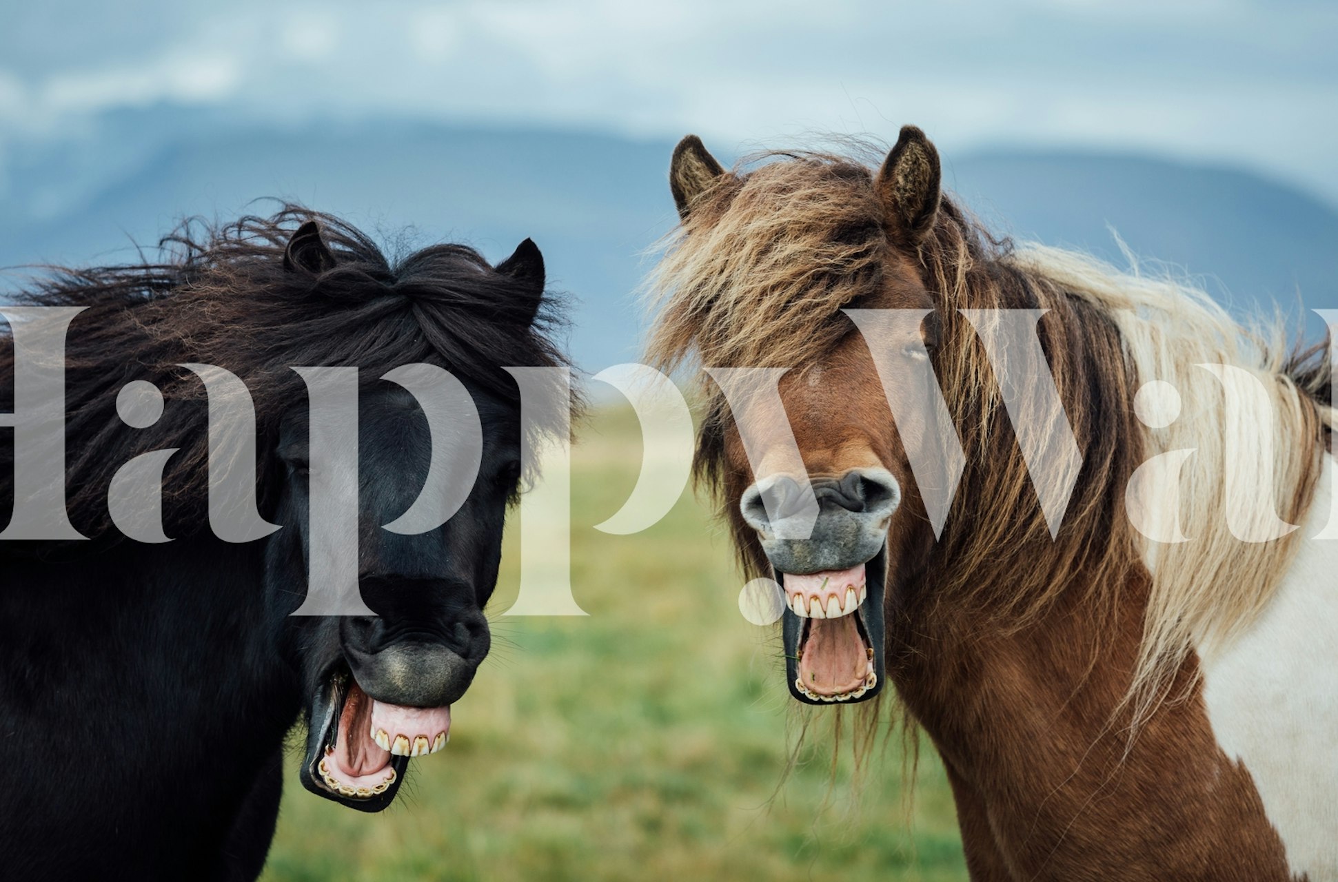 Two Horses Playfully Smiling In Wild Smile Wall Mural