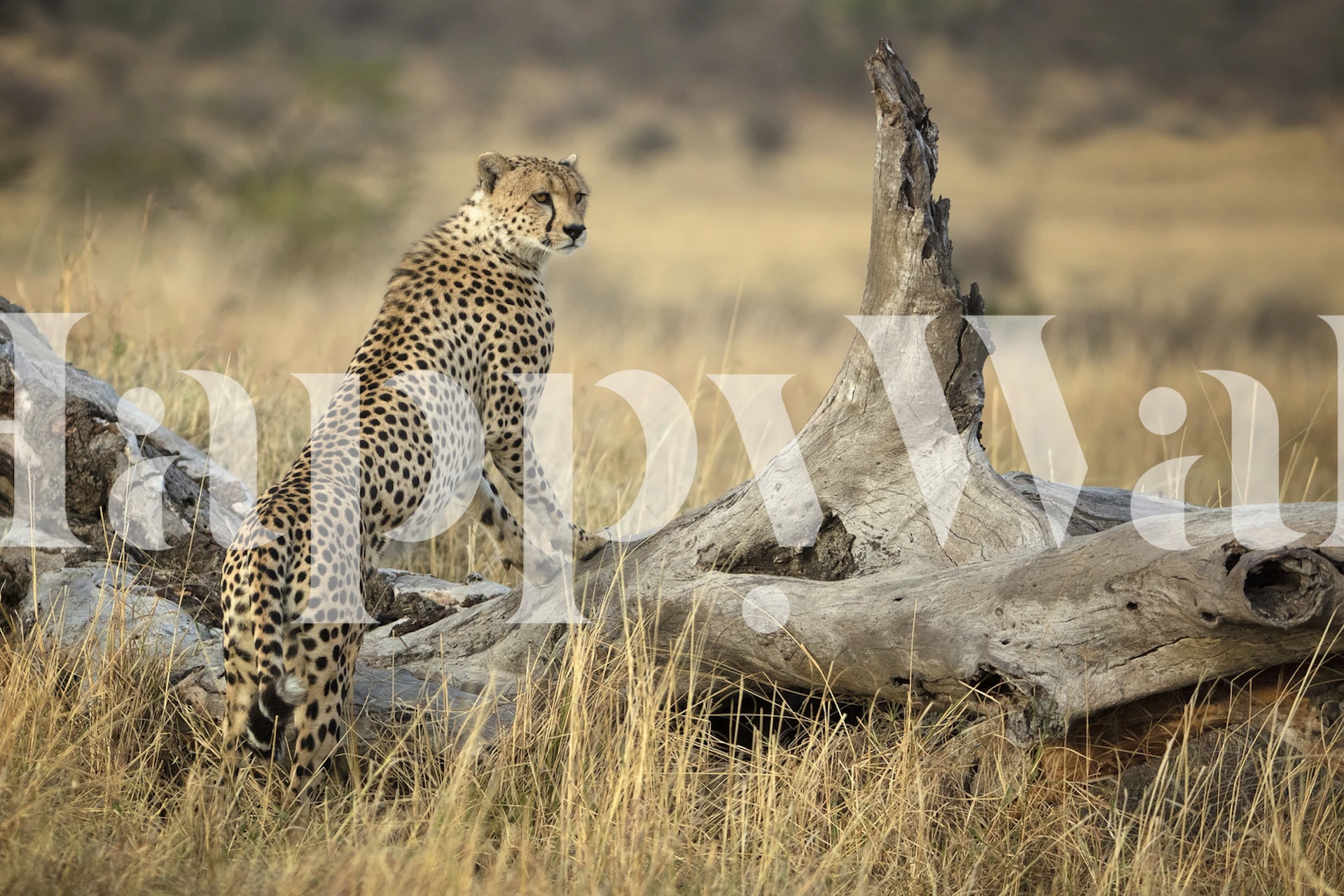 Cheetah print patterns in earthy tones wallpaper