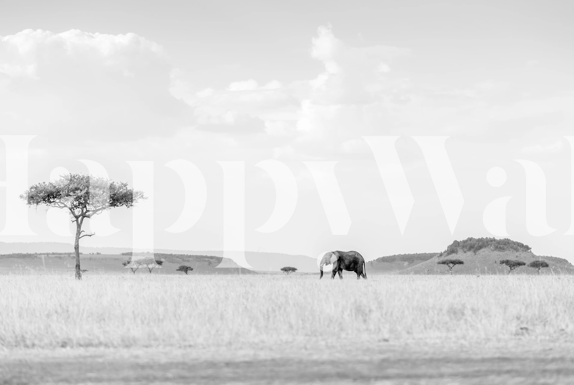Elephant in a black and white landscape wallpaper