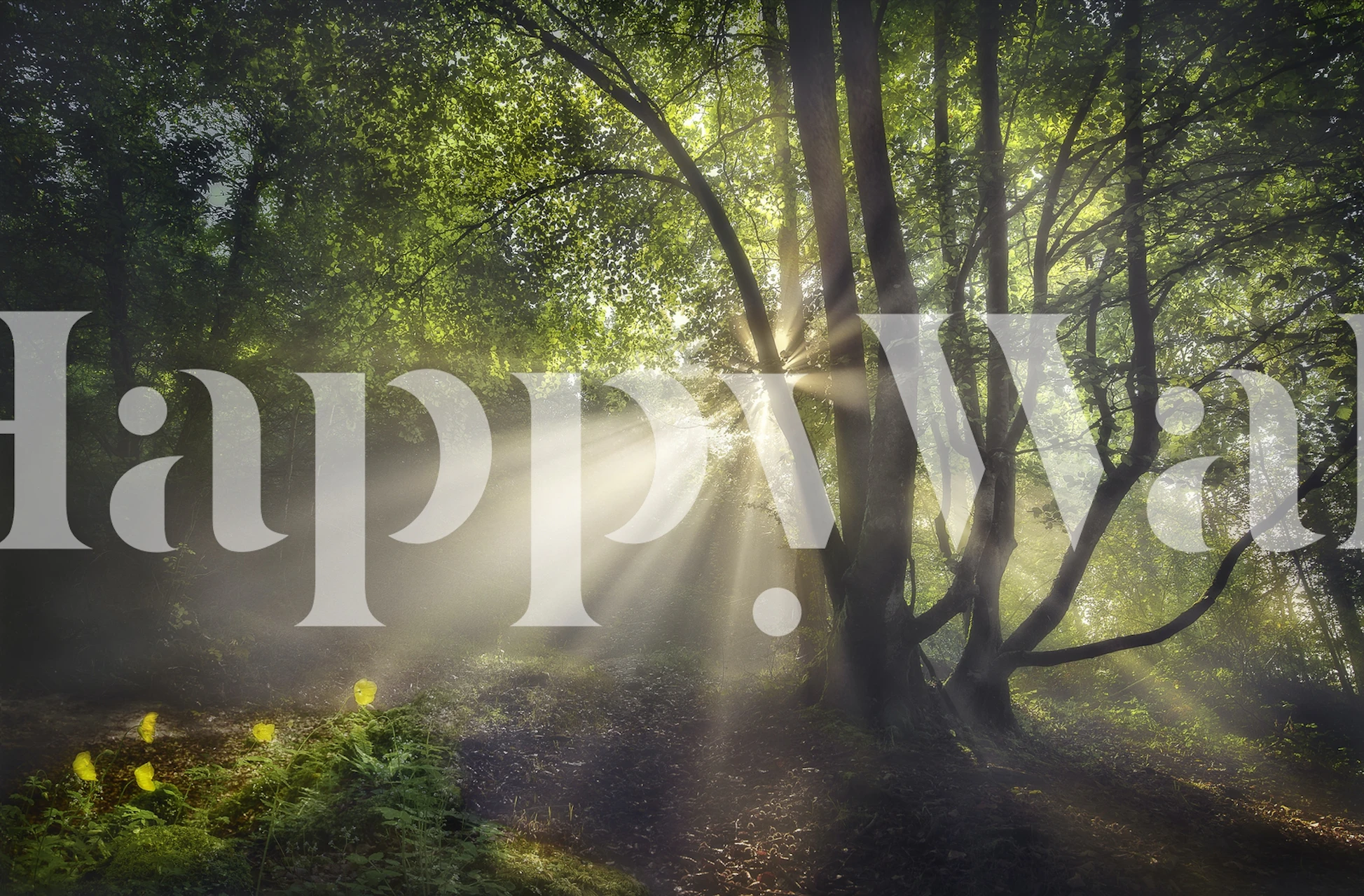 The morning light wallpaper in a room