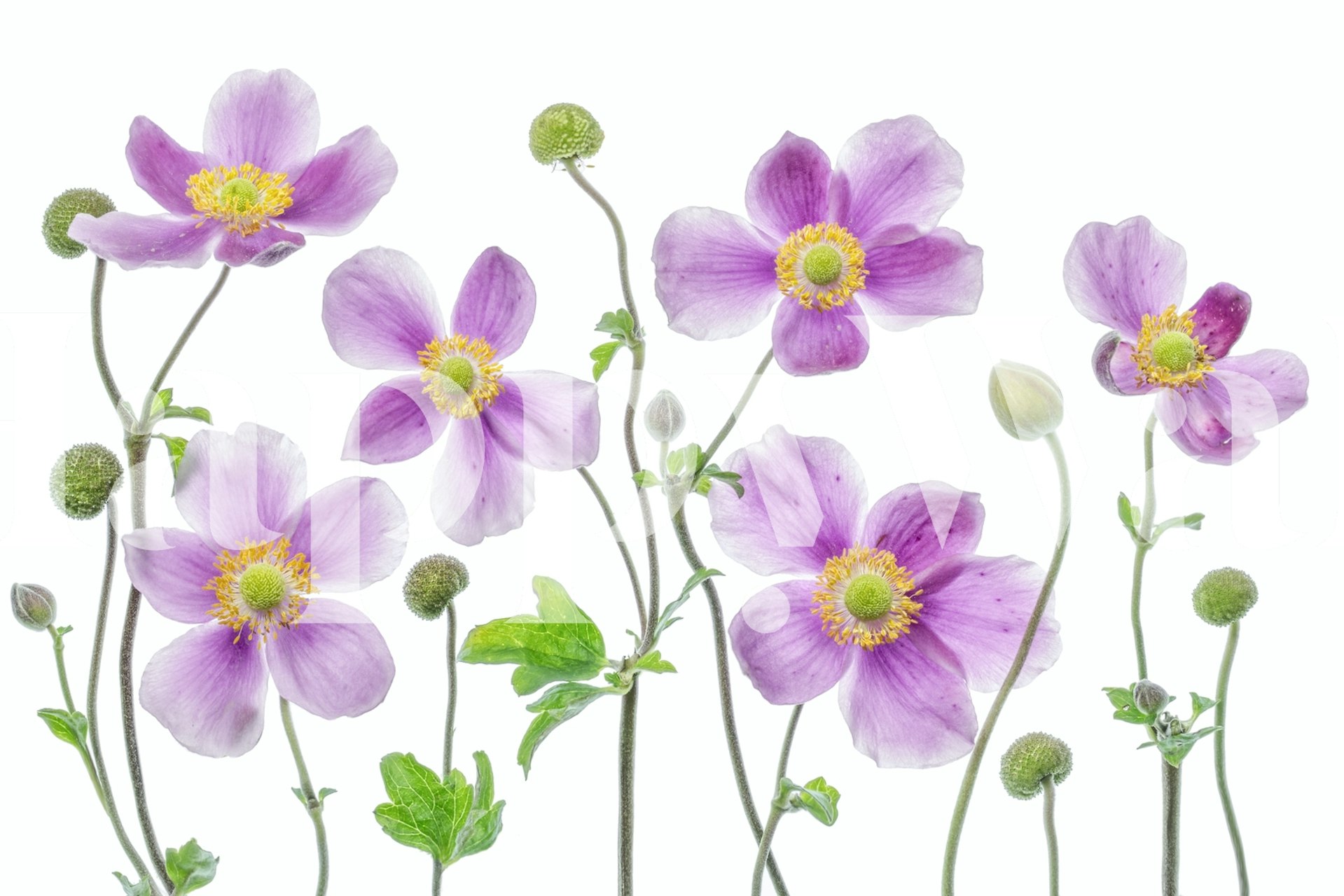 Anemone Japonica tapeta kwiatowa w pokoju