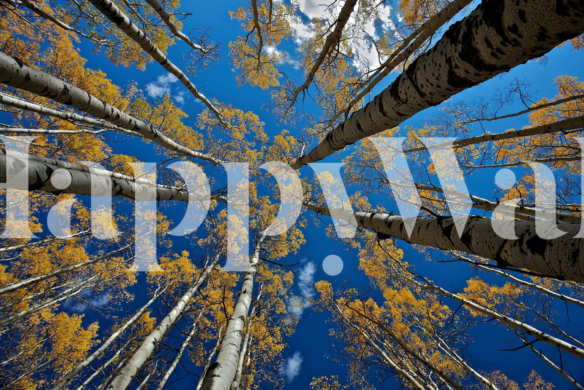 Aspens Fall wallpaper with trees and blue sky