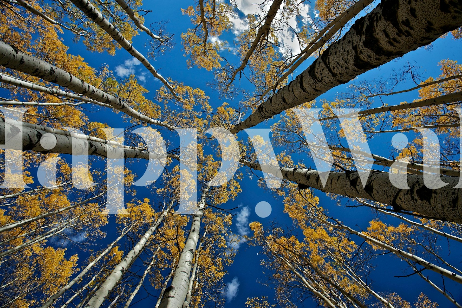 Aspens Fall wallpaper with trees and blue sky