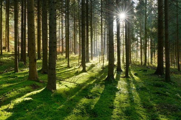 Sunbeams in the woods