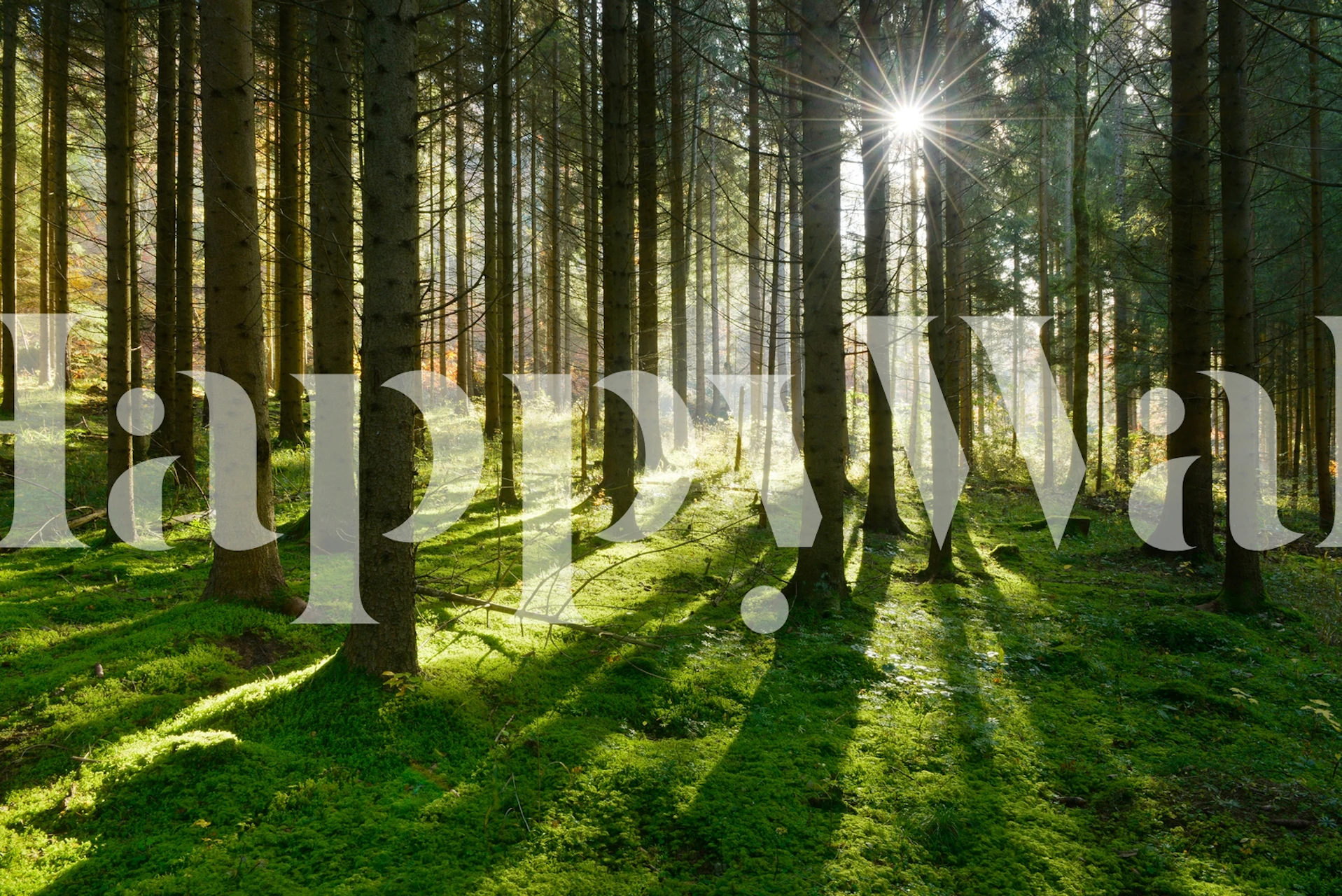 Sunlit forest with green moss and tall trees wallpaper