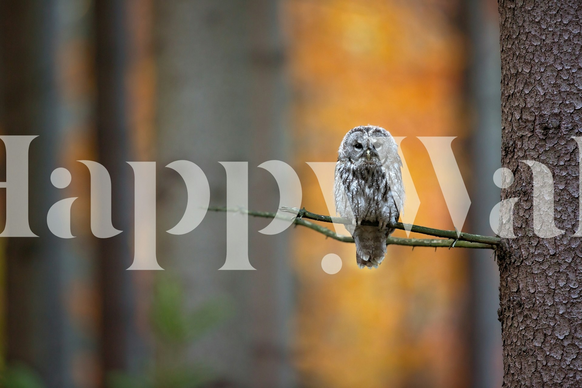 Tawny Owl που κάθεται σε ένα κλαδί τοιχογραφία με φόντο δάσος του φθινοπώρου