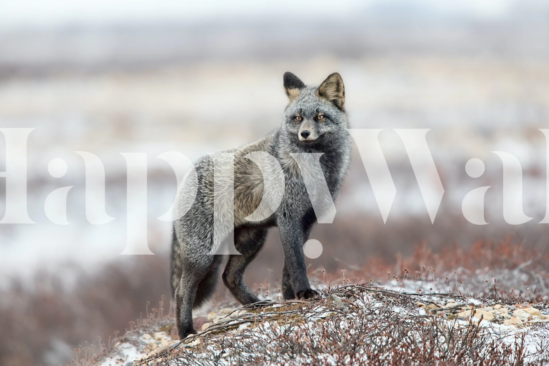 Gray fox standing on a rocky terrain with muted earthy tones wallpaper