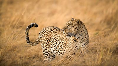 Τοιχογραφία