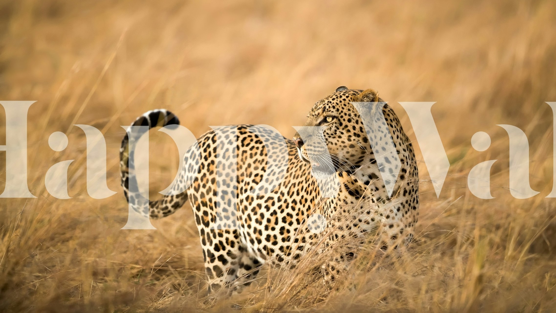 Leopard wallpaper in a room setting