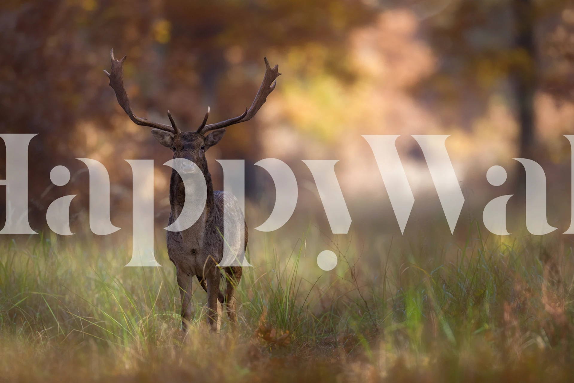 Rådjur i höst skog väggmålning