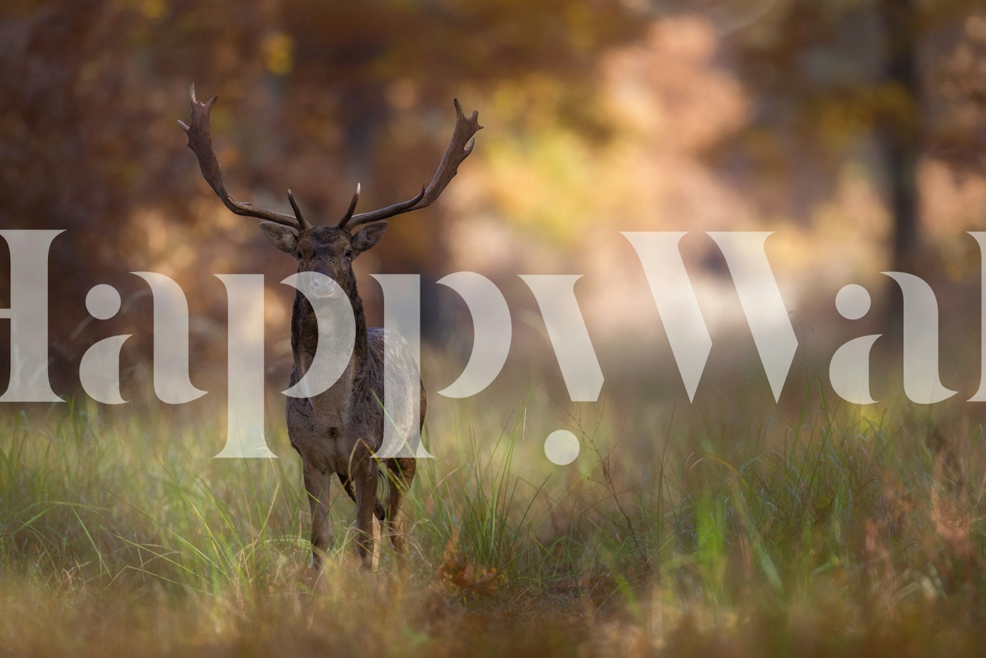 Deer in autumn forest wall mural