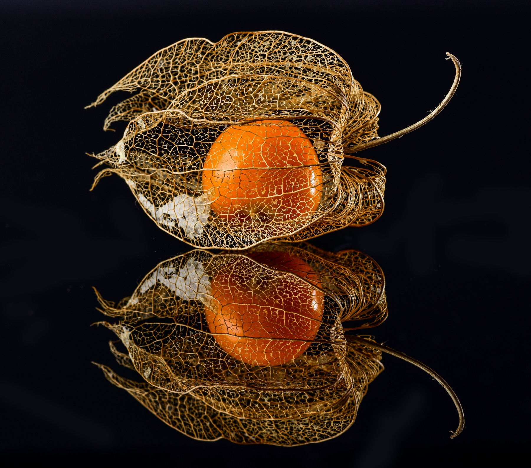 physalis