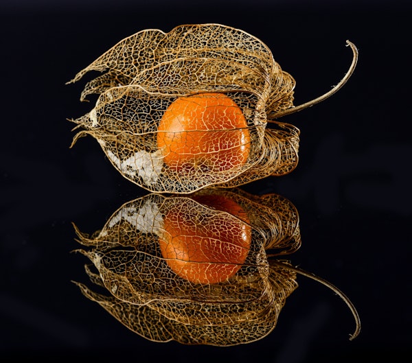 Physalis