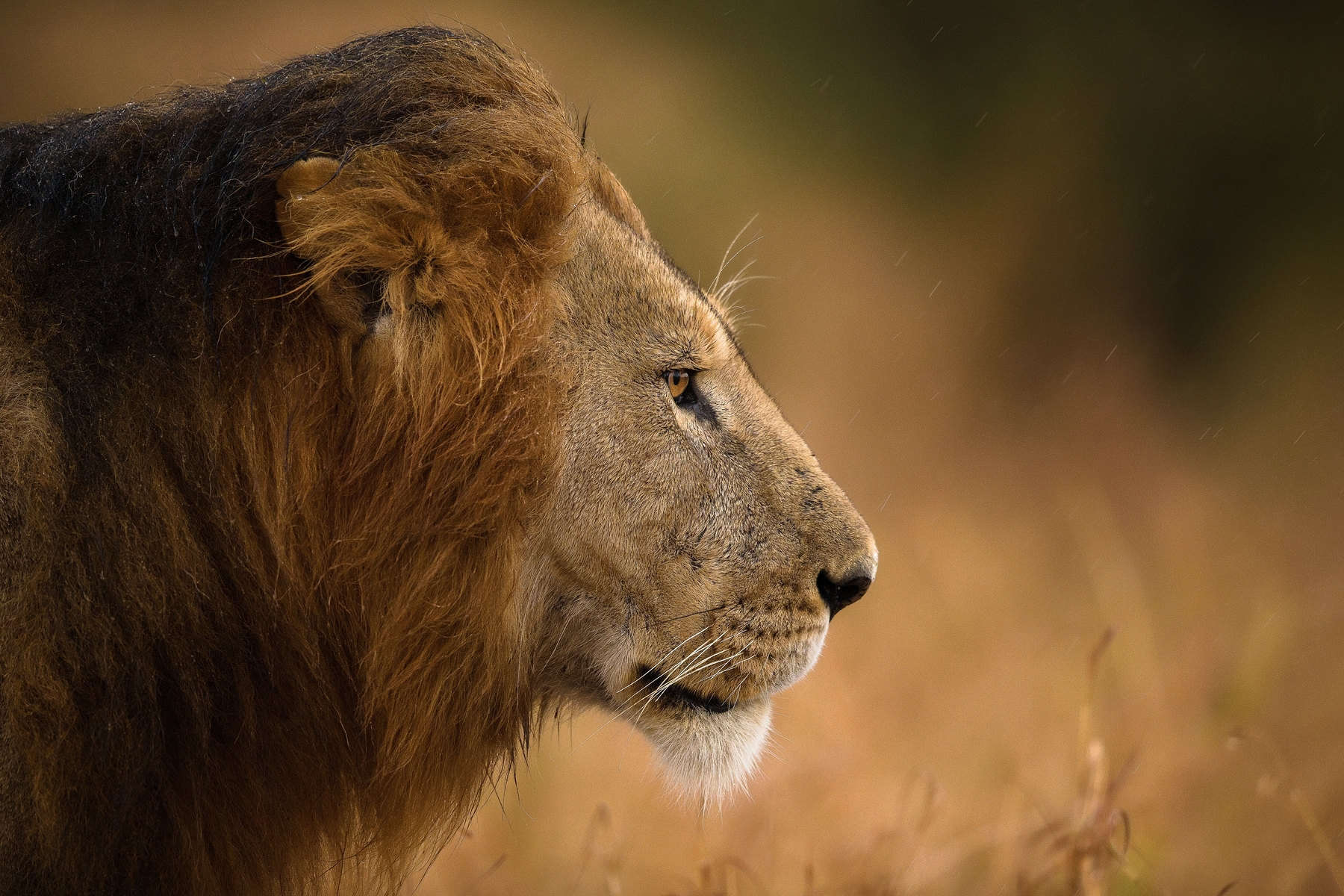 Lioness in the rain фото